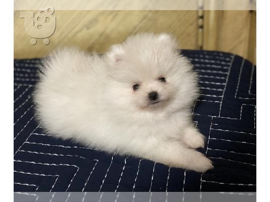 Pomeranian mini